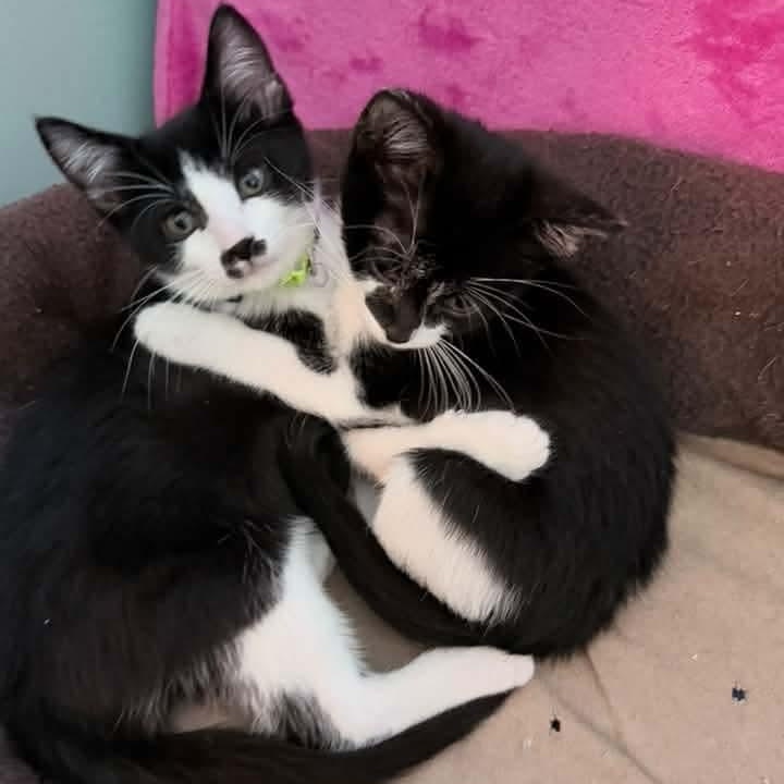 Enlarge Vulcan, a Adopted Tuxedo in Kentwood, MI image 6/6