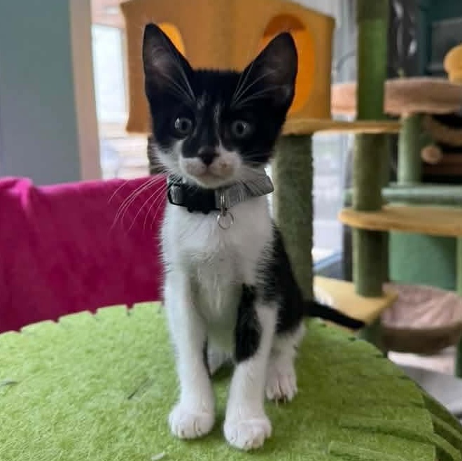 Enlarge Vulcan, a Adopted Tuxedo in Kentwood, MI image 5/6