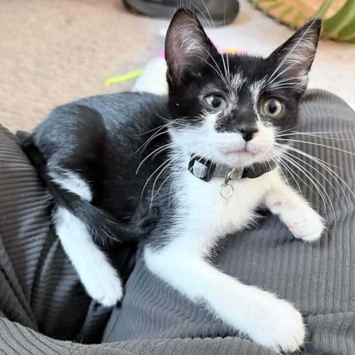 Vulcan, Adopted, Kitten Male Tuxedo.