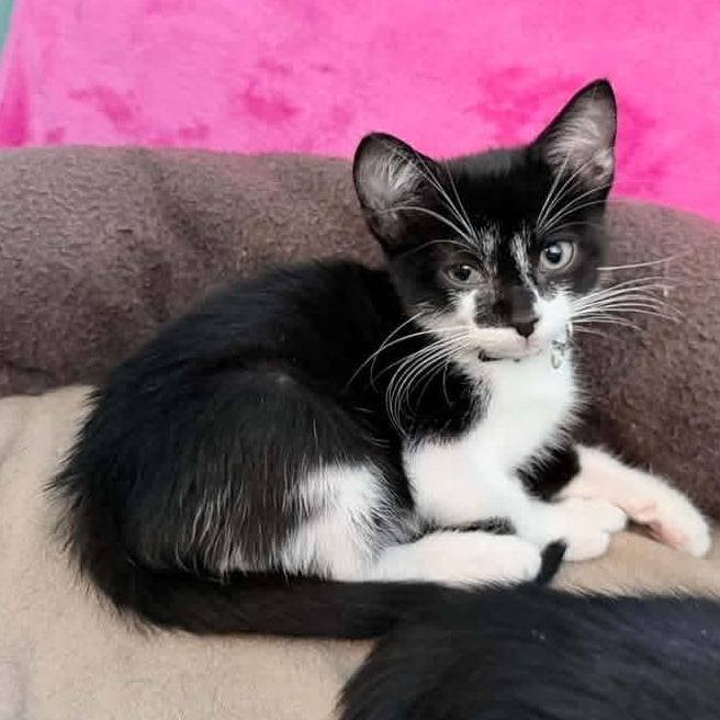 Enlarge Vulcan, a Adopted Tuxedo in Kentwood, MI image 3/6