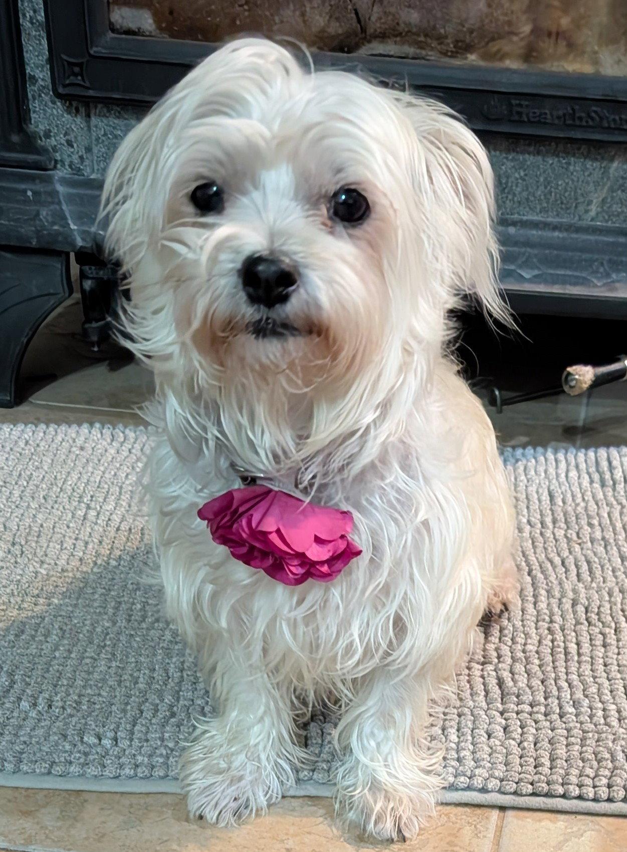 Pepper, Adoptable, Adult Female Maltese & Shih Tzu.