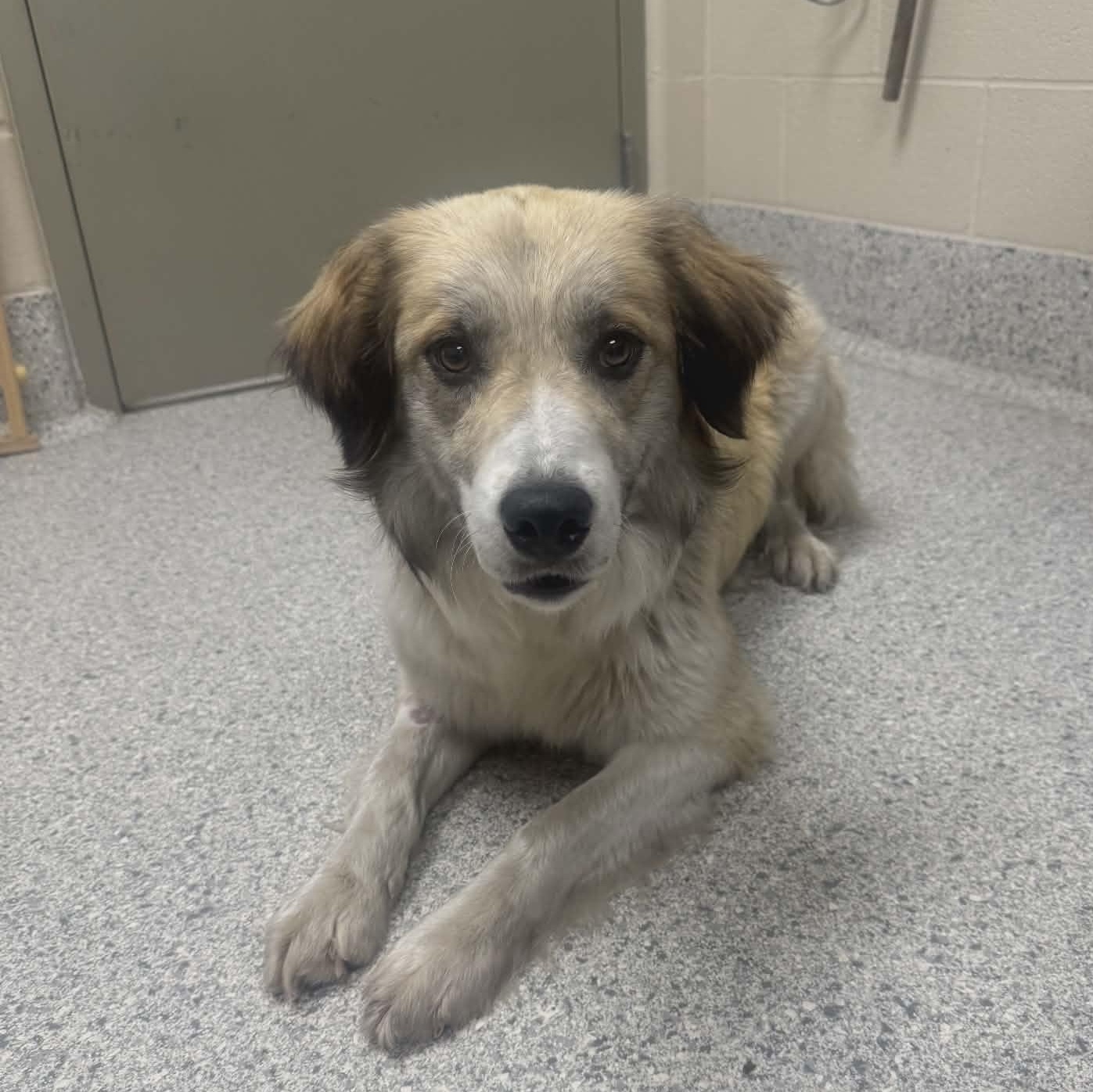 Sunshine, an adopted mixed breed in Valparaiso, IN image 2/2