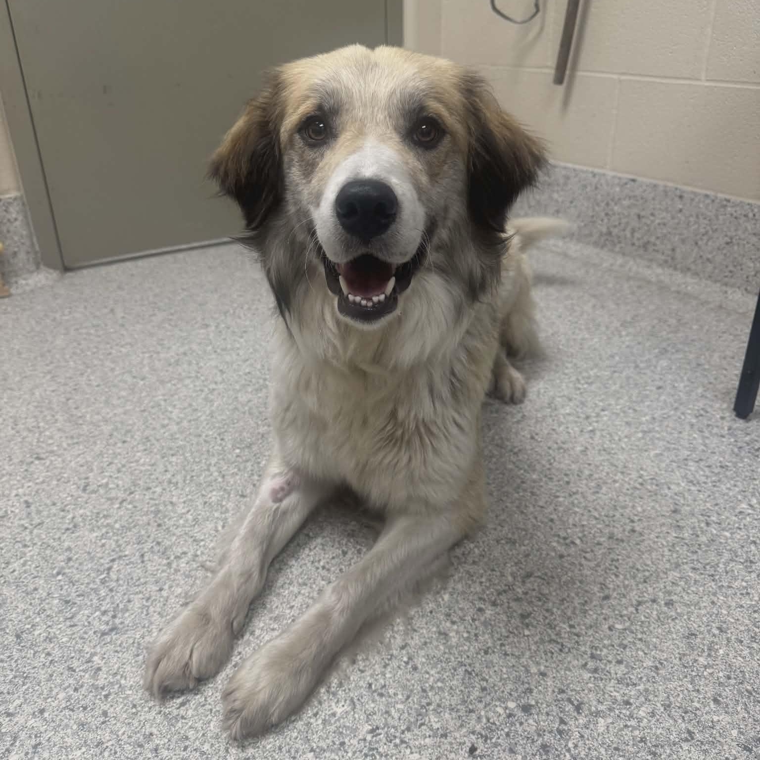 Sunshine, adopted, Adult Female Great Pyrenees.