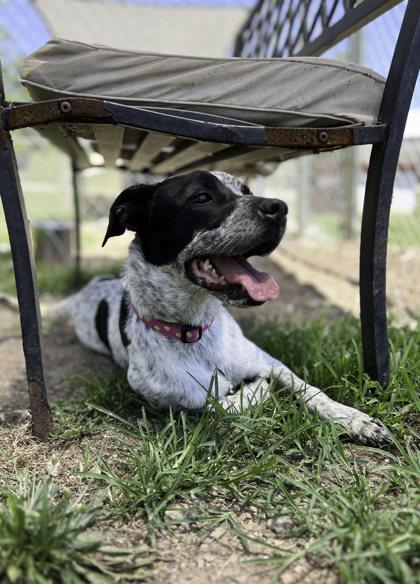 Enlarge Tico, a Adoptable mixed breed in Dahlonega, GA image 1/3