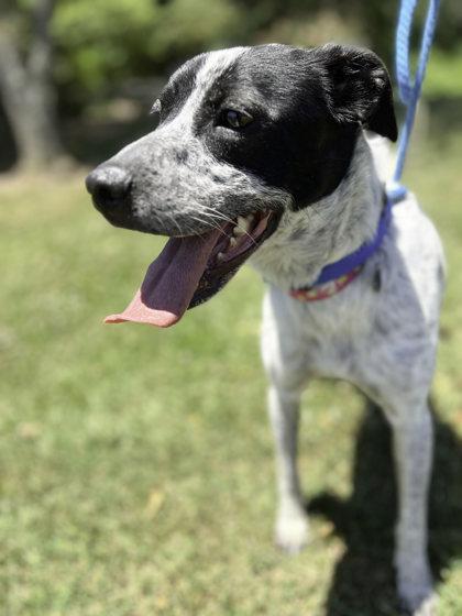 Enlarge Tico, a Adoptable mixed breed in Dahlonega, GA image 2/3