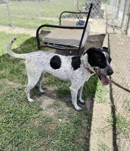 Enlarge Tico, a Adoptable mixed breed in Dahlonega, GA image 2/3