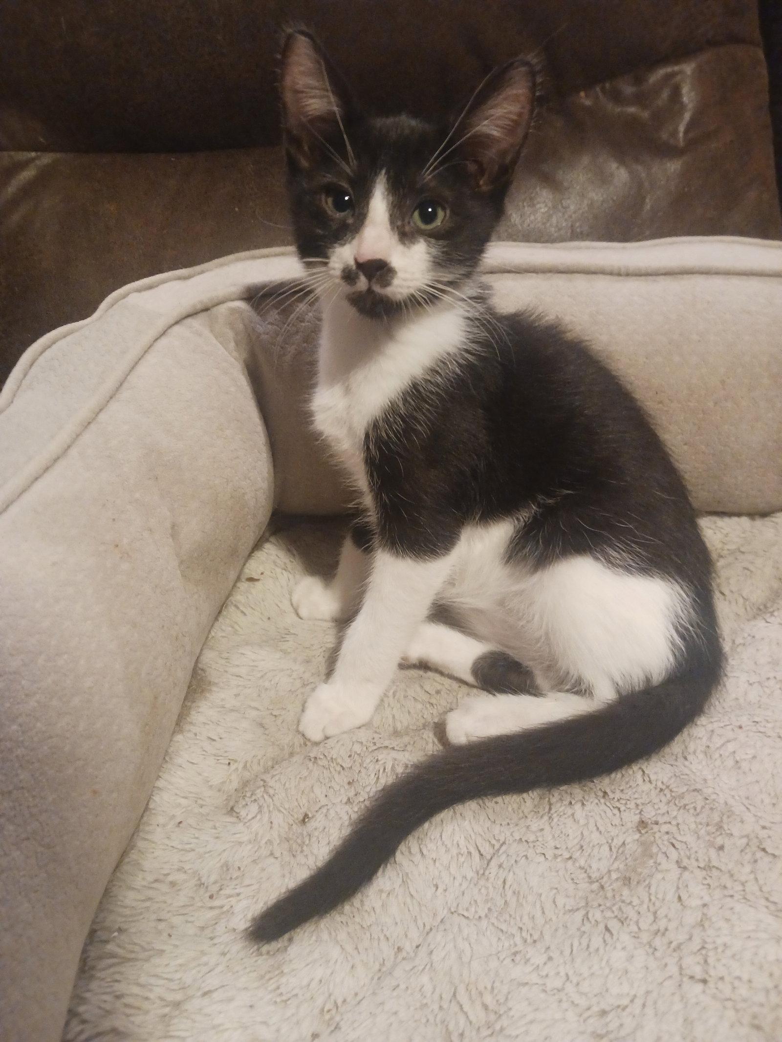Wizard (1111), Adoptable, Kitten Male Domestic Short Hair.