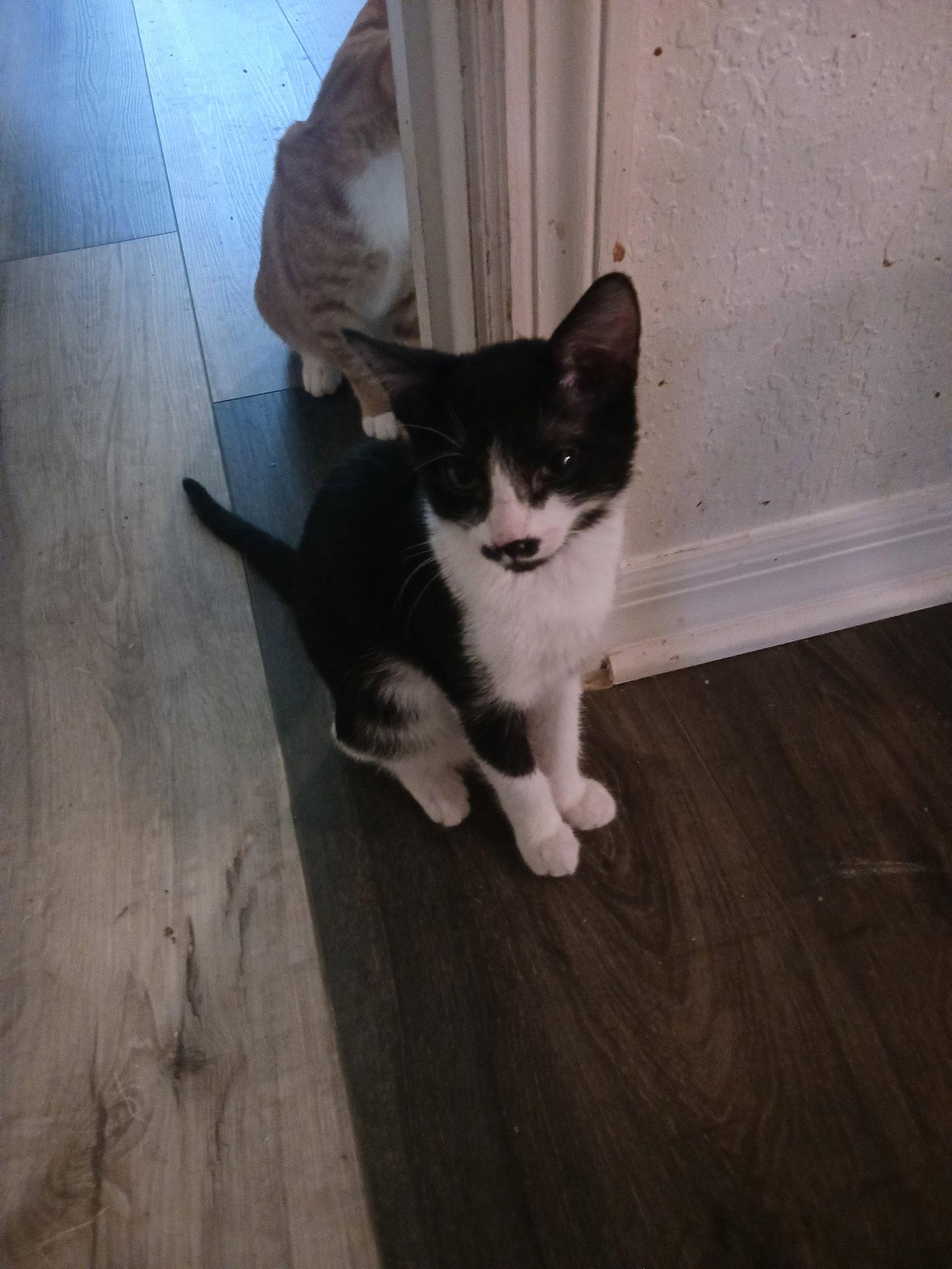 Enlarge Wizard (1111), a Adoptable Domestic Short Hair in Wesley Chapel, FL image 2/2