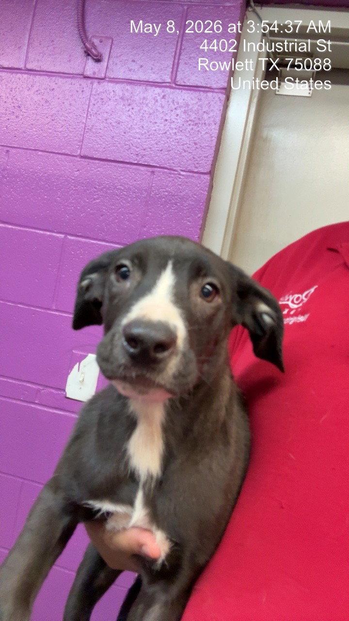Viven Leigh, Adopted, Young Female Dogo Argentino.