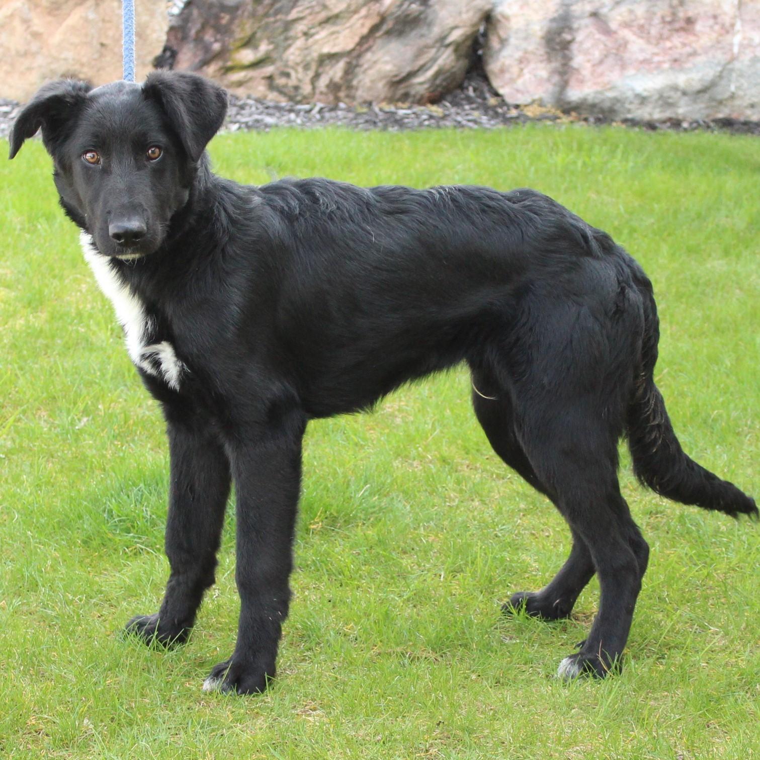 Brennan, a Adoptable mixed breed in Eaton, OH image 2/6