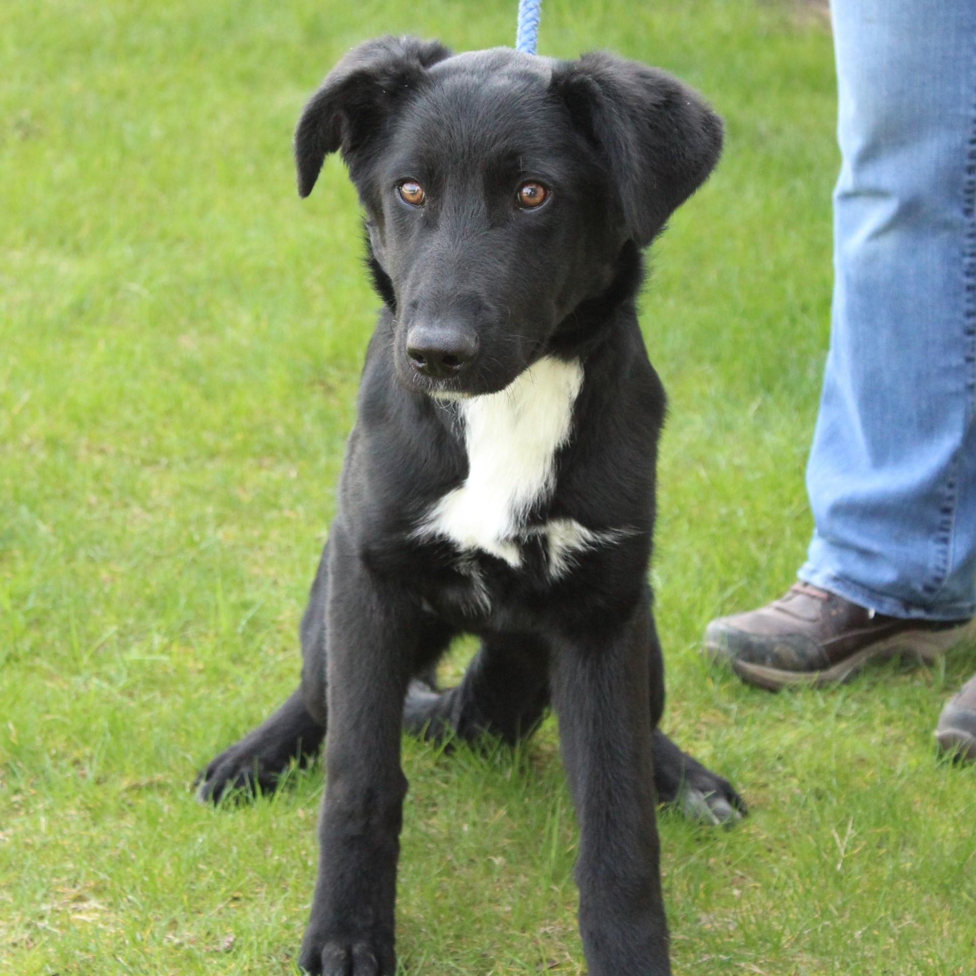 Brennan, a Adoptable mixed breed in Eaton, OH image 3/6