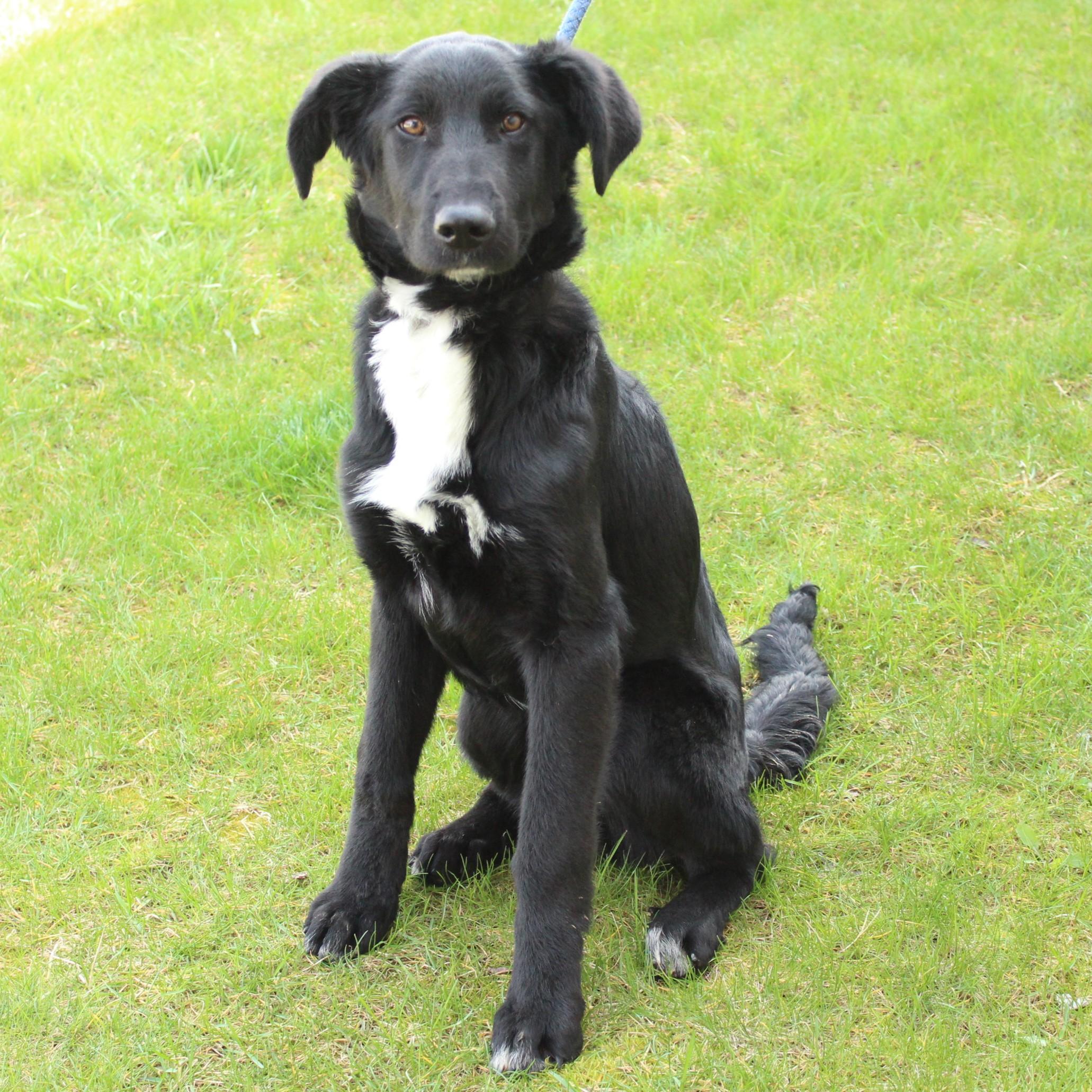 Brennan, a Adoptable mixed breed in Eaton, OH image 5/6