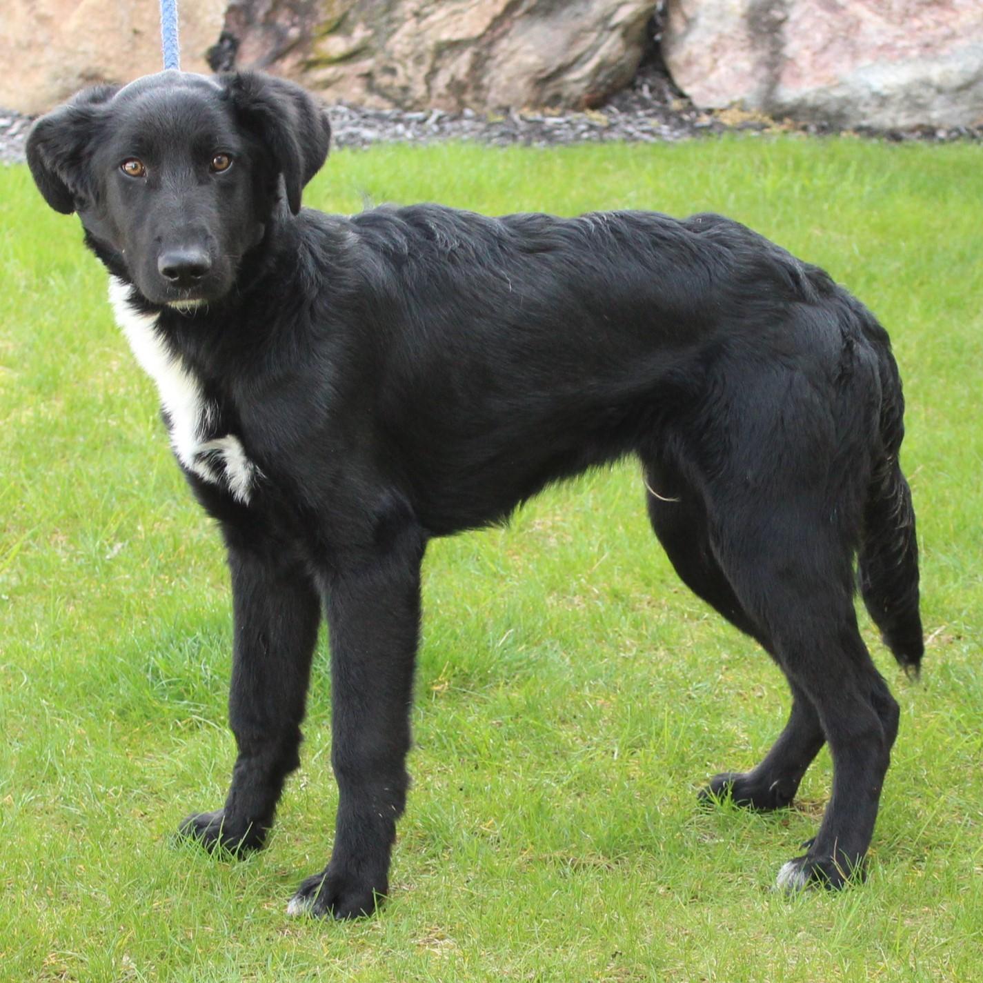 Brennan, a Adoptable mixed breed in Eaton, OH image 6/6