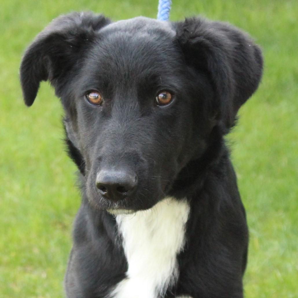 Brennan, a Adoptable mixed breed in Eaton, OH image 1/6