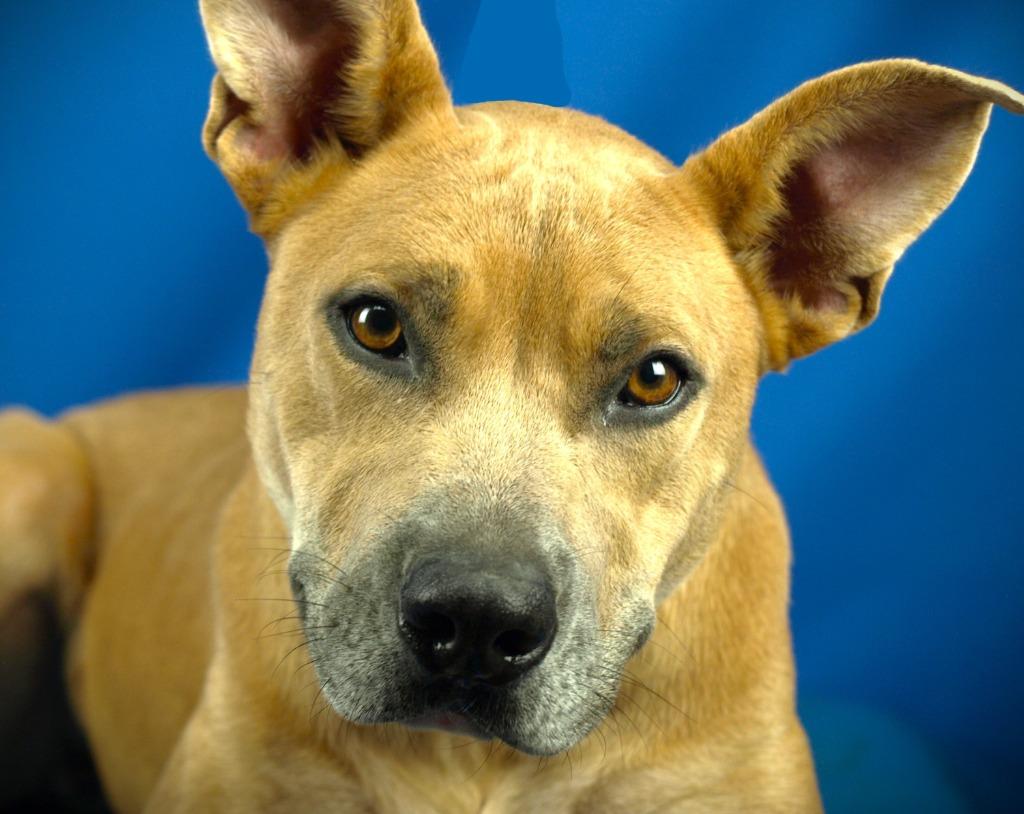 Enlarge Precious, a Adoptable mixed breed in Denham Springs, LA image 1/1