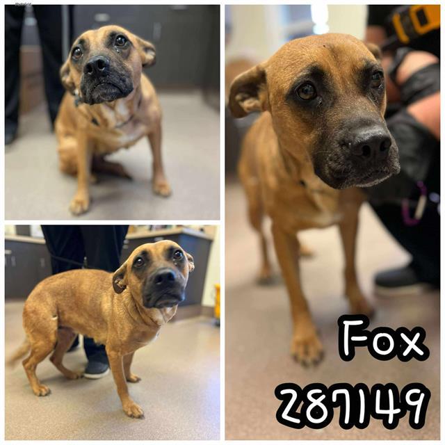 FOX, Adoptable, Young Female Mixed Breed.