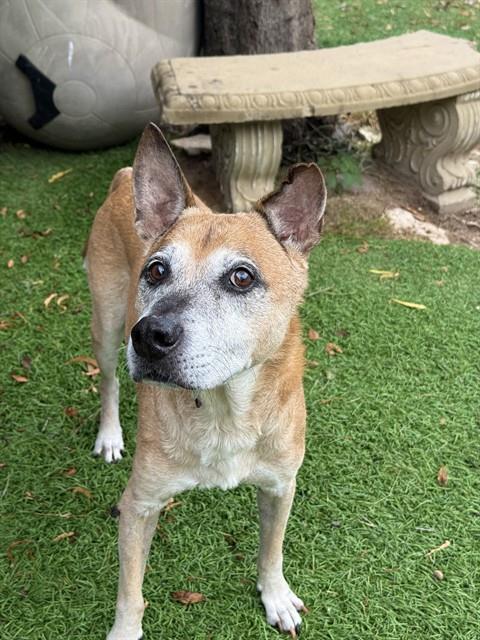 Enlarge WILLY, a Adoptable mixed breed in Sugar Land, TX image 1/1