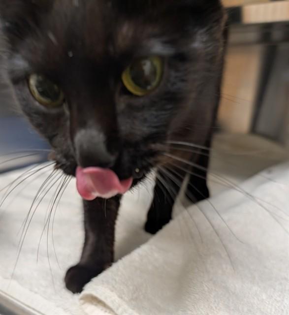 Enlarge COCOA, a Adoptable Domestic Short Hair in Lees Summit, MO image 1/1
