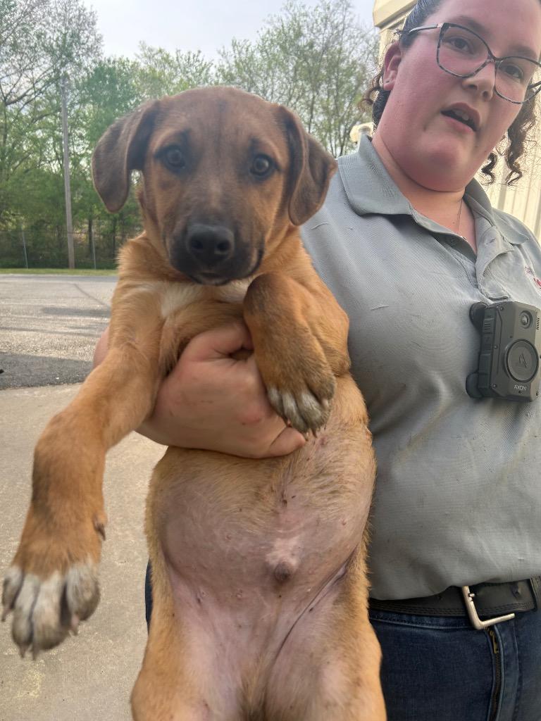 Mark, Adoptable, Puppy Male Hound.
