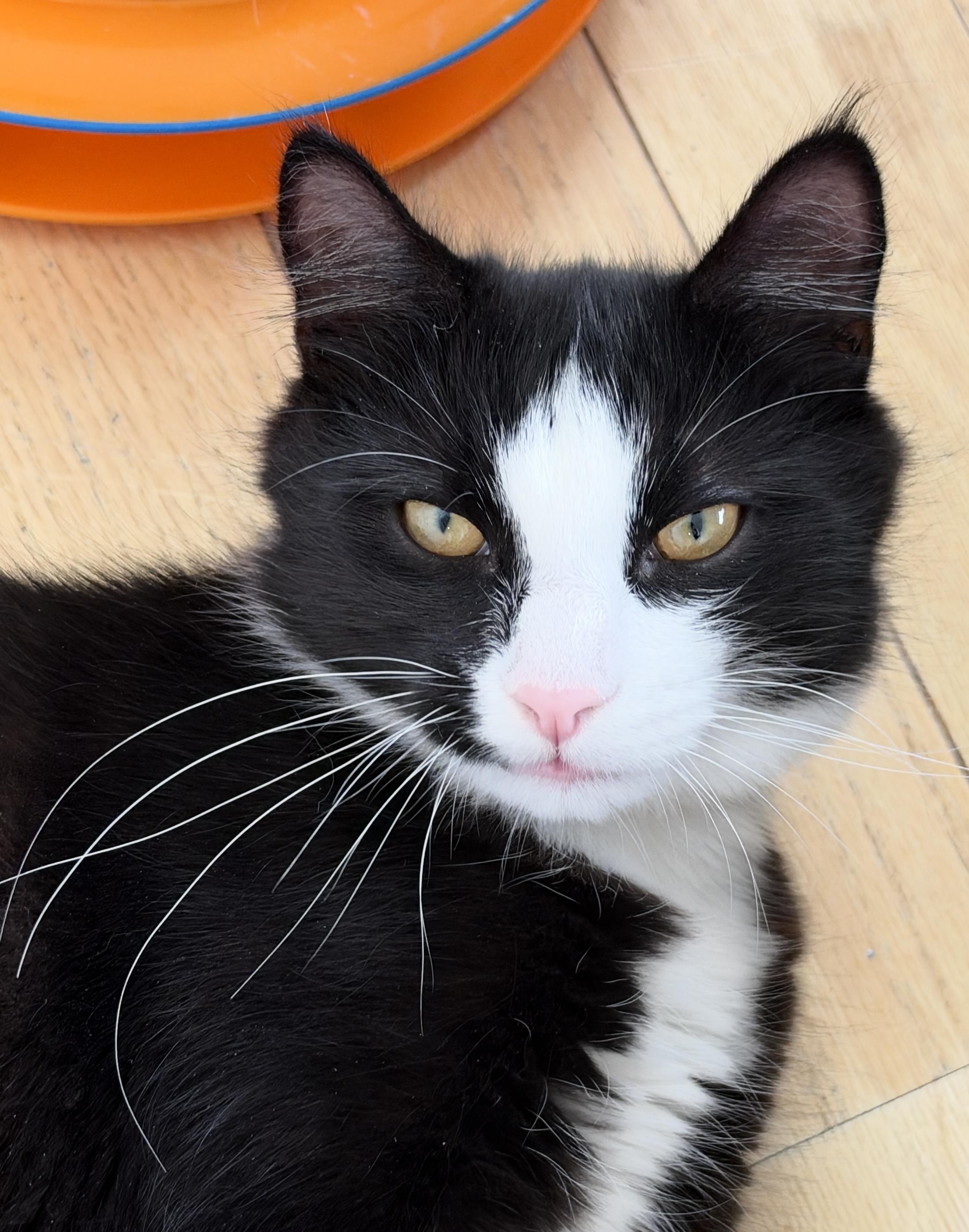 Enlarge Cupcake, a Adoptable American Shorthair in Hull, MA image 6/6