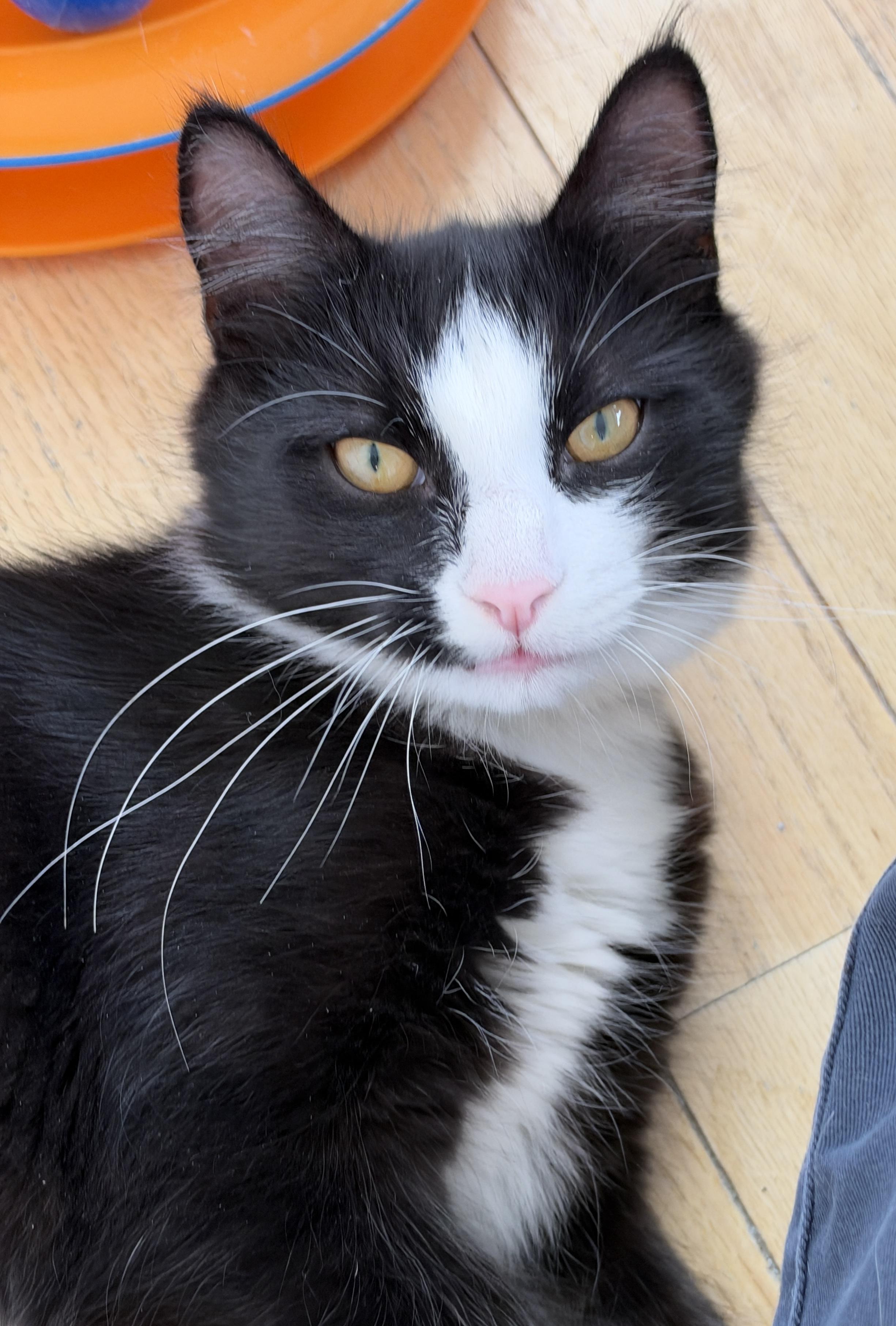 Cupcake, Adoptable, Young Male American Shorthair.