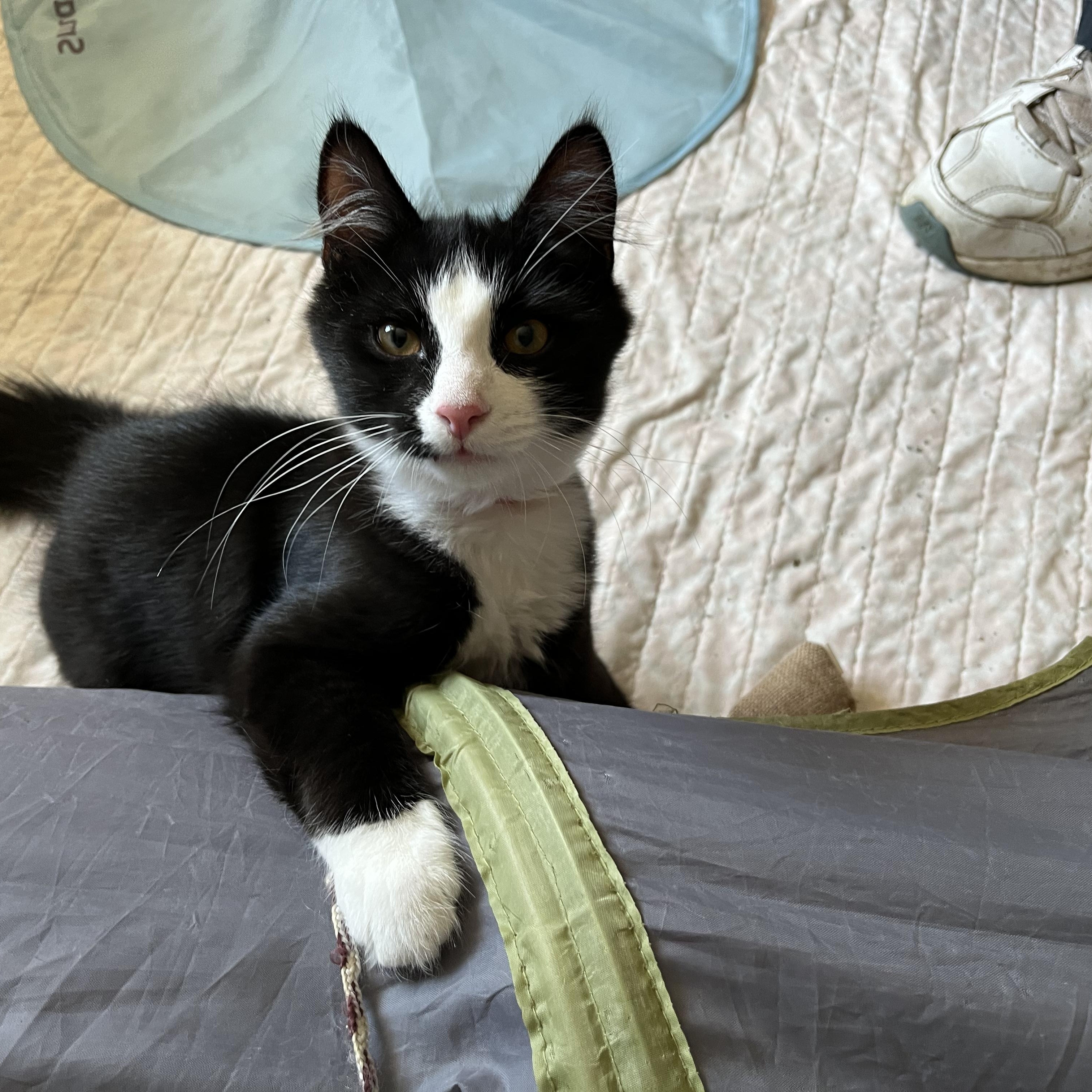 Enlarge Cupcake, a Adoptable American Shorthair in Hull, MA image 2/6