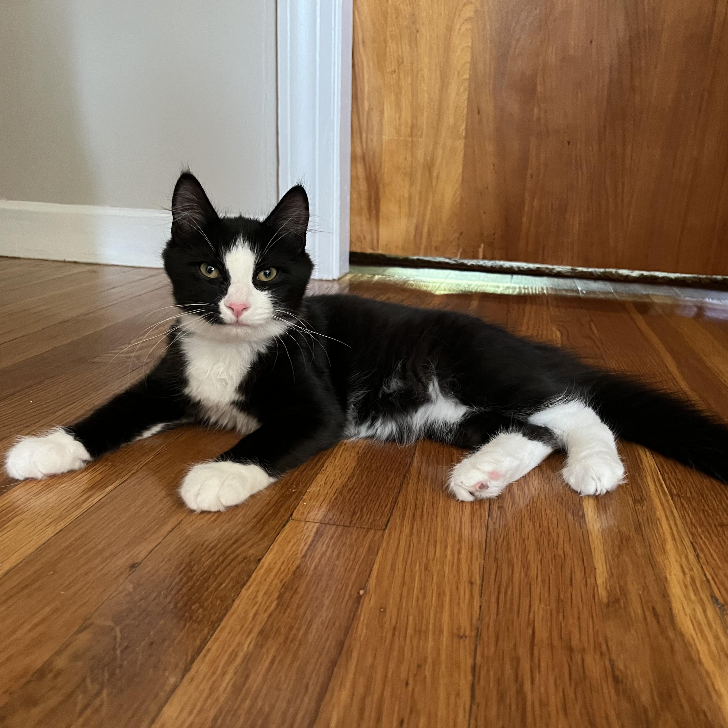 Enlarge Cupcake, a Adoptable American Shorthair in Hull, MA image 5/6