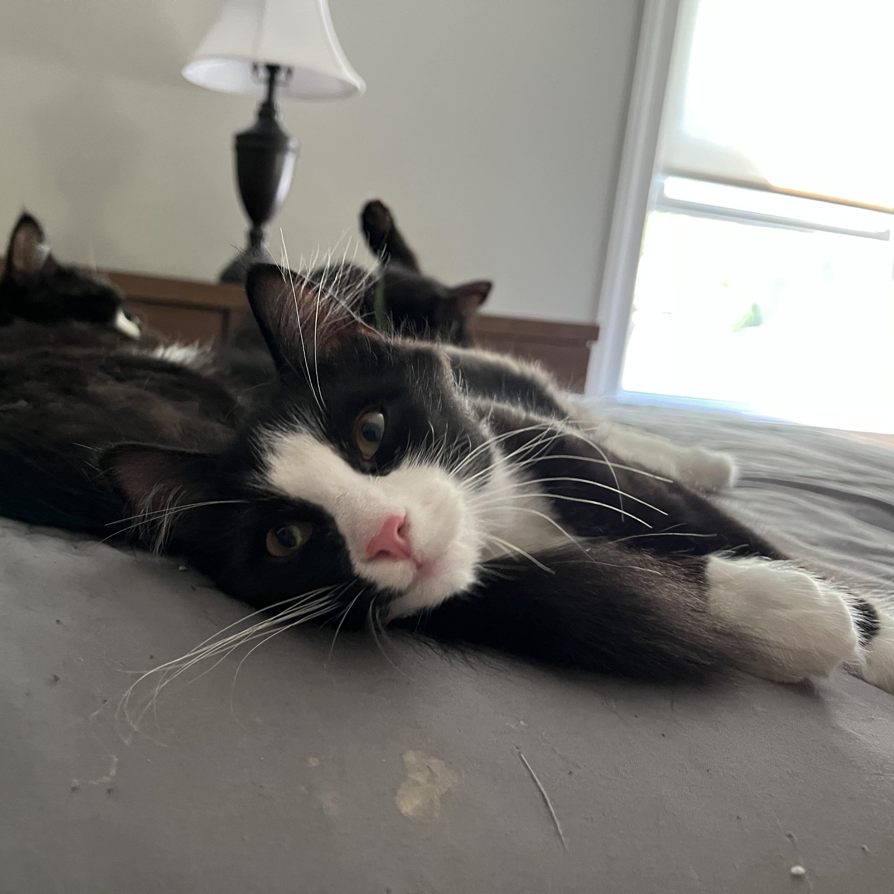 Enlarge Cupcake, a Adoptable American Shorthair in Hull, MA image 4/6