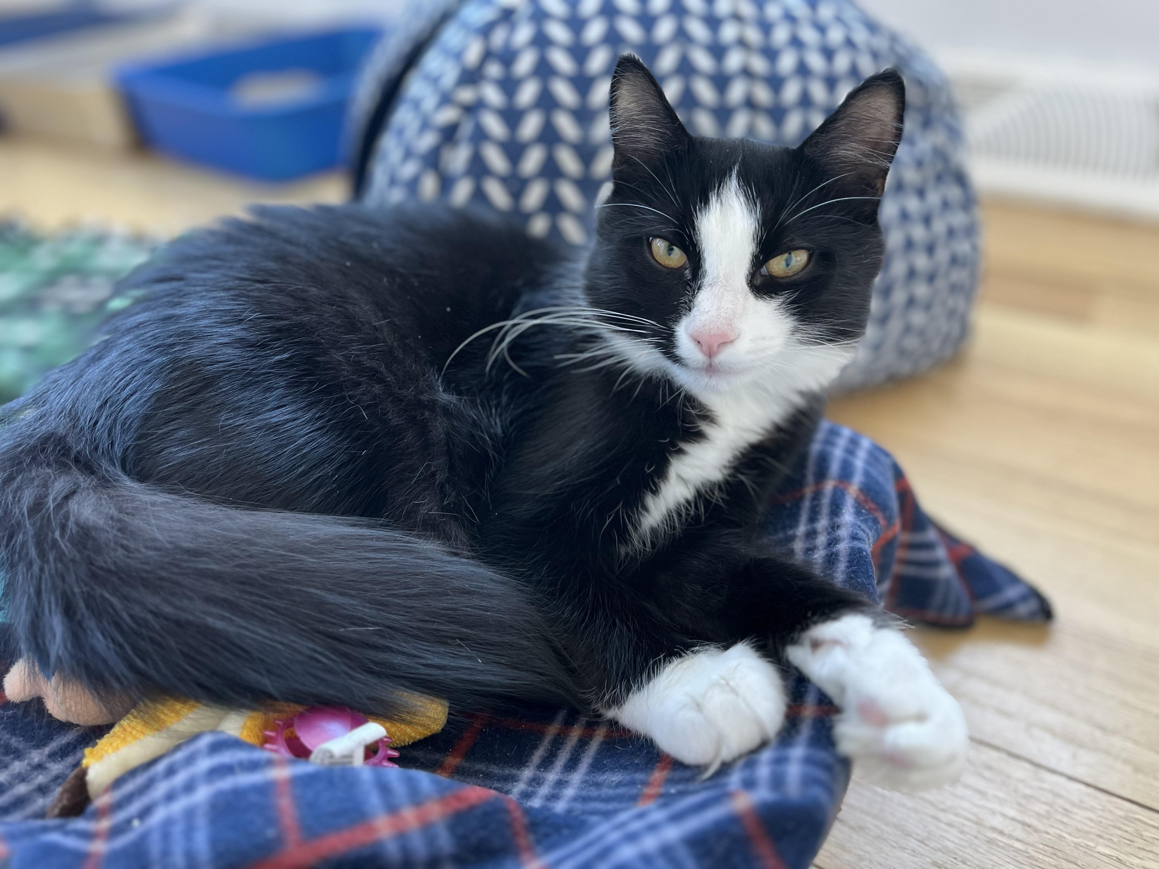 Enlarge Cupcake, a Adoptable American Shorthair in Hull, MA image 3/6