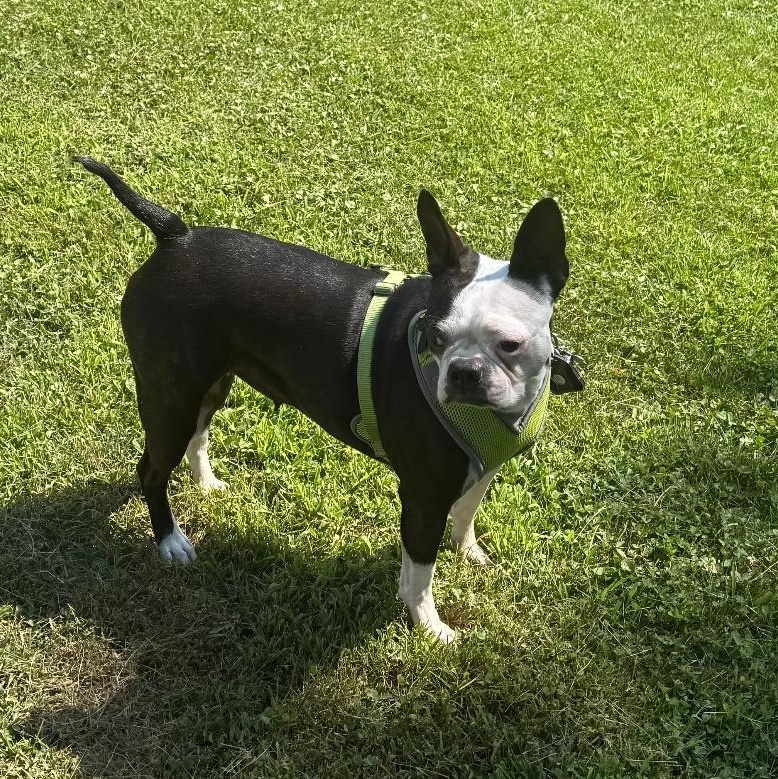 Jasmine in NE, a Adoptable Boston Terrier in Elkhorn, NE image 3/5