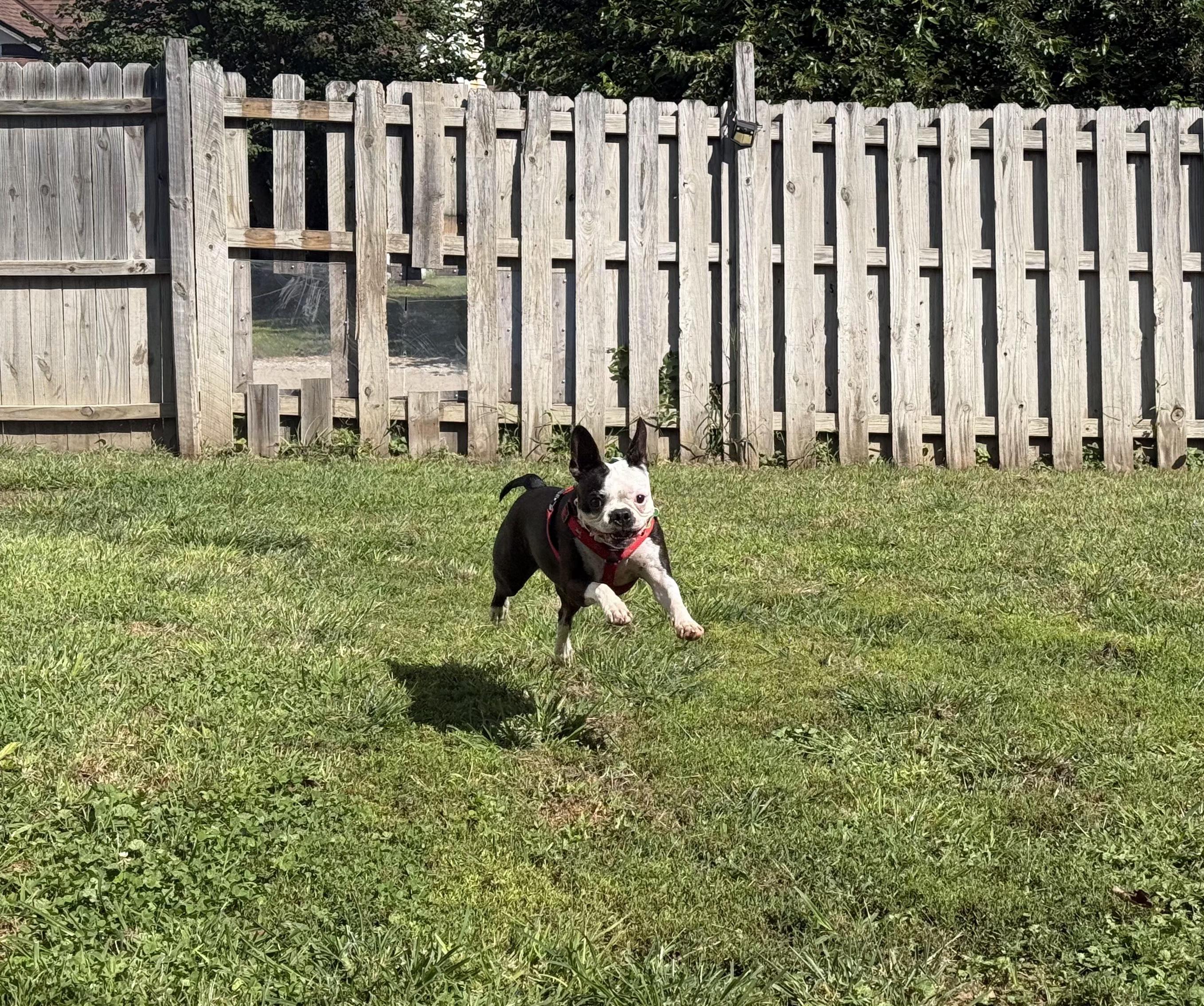 Enlarge Jasmine - Pending, a Adoptable Boston Terrier in Elkhorn, NE image 6/6