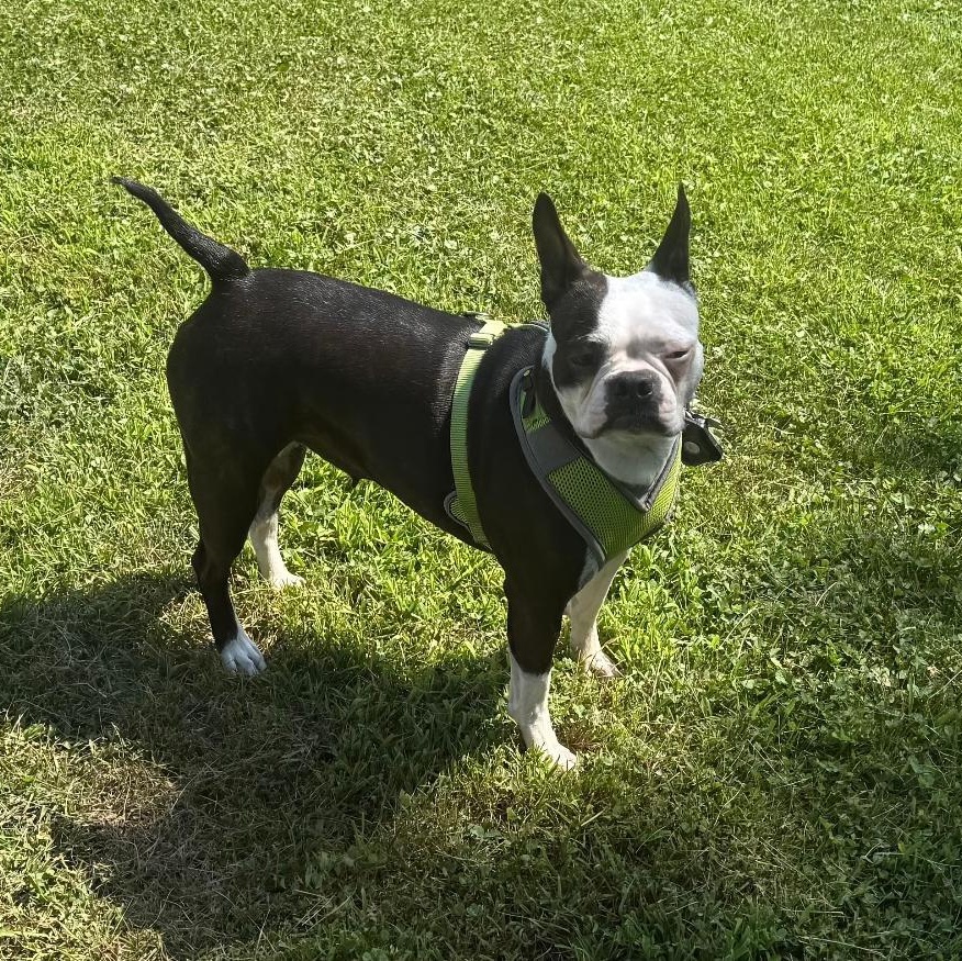 Jasmine in NE, a Adoptable Boston Terrier in Elkhorn, NE image 5/5