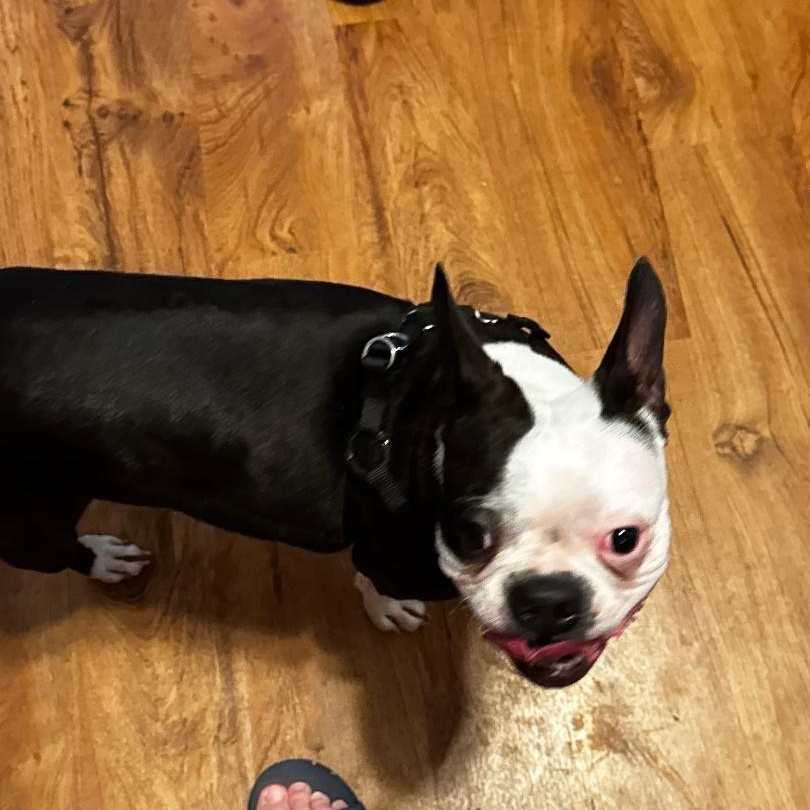 Jasmine in NE, a Adoptable Boston Terrier in Elkhorn, NE image 4/5