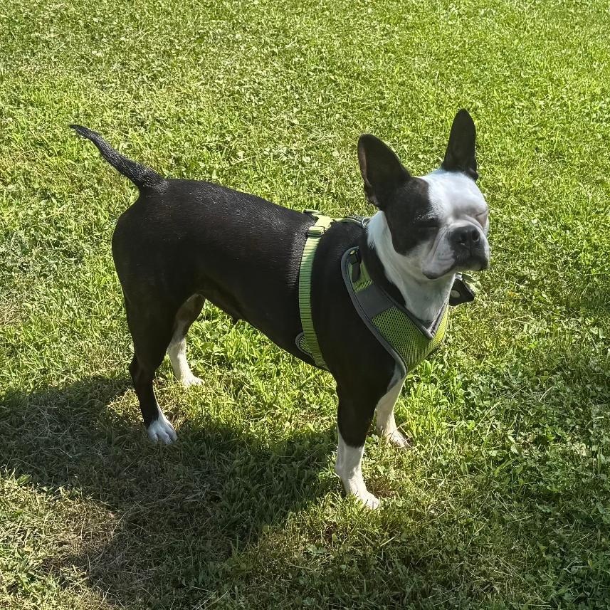 Jasmine in NE, Adoptable, Young Female Boston Terrier.