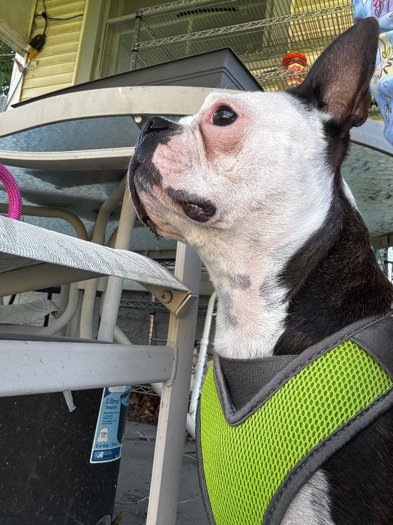 Jasmine in NE, a Adoptable Boston Terrier in Elkhorn, NE image 2/5