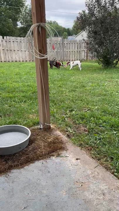 Enlarge Jasmine in NE, a Adoptable Boston Terrier in Elkhorn, NE video 6/6