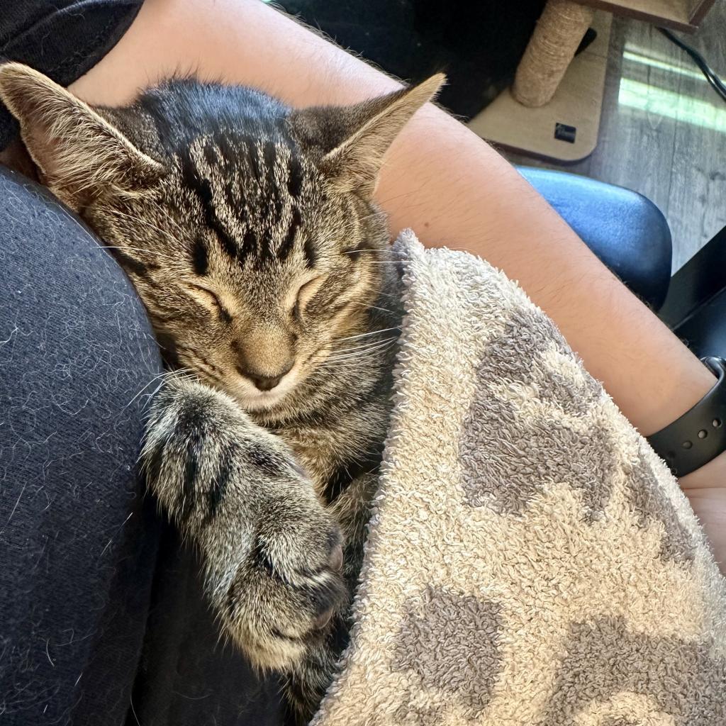 Enlarge Pad Thai, a Adoptable Domestic Short Hair in Los Angeles, CA image 1/6