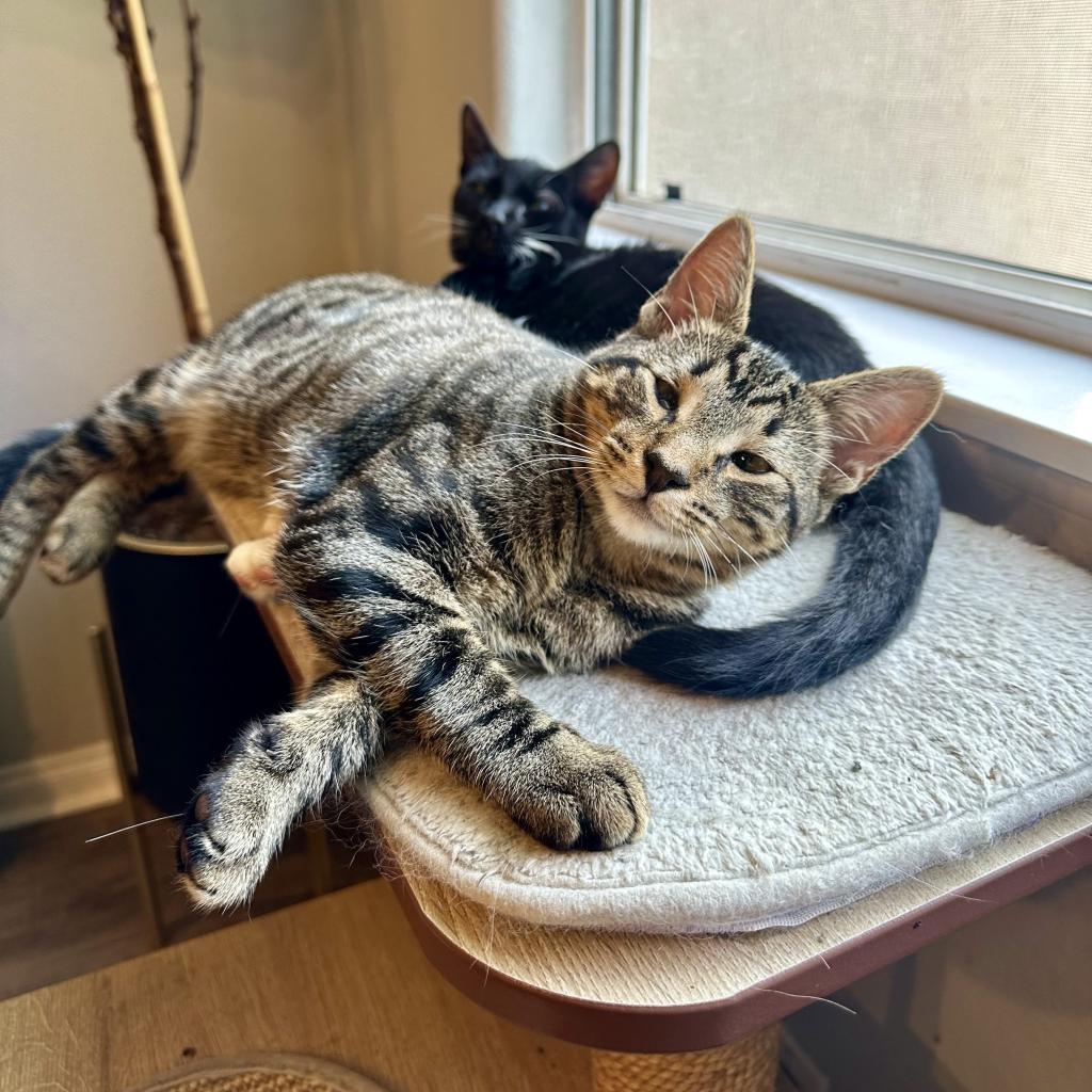 Enlarge Pad Thai, a Adoptable Domestic Short Hair in Los Angeles, CA image 2/6