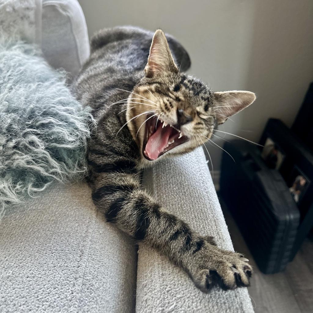 Enlarge Pad Thai, a Adoptable Domestic Short Hair in Los Angeles, CA image 3/6