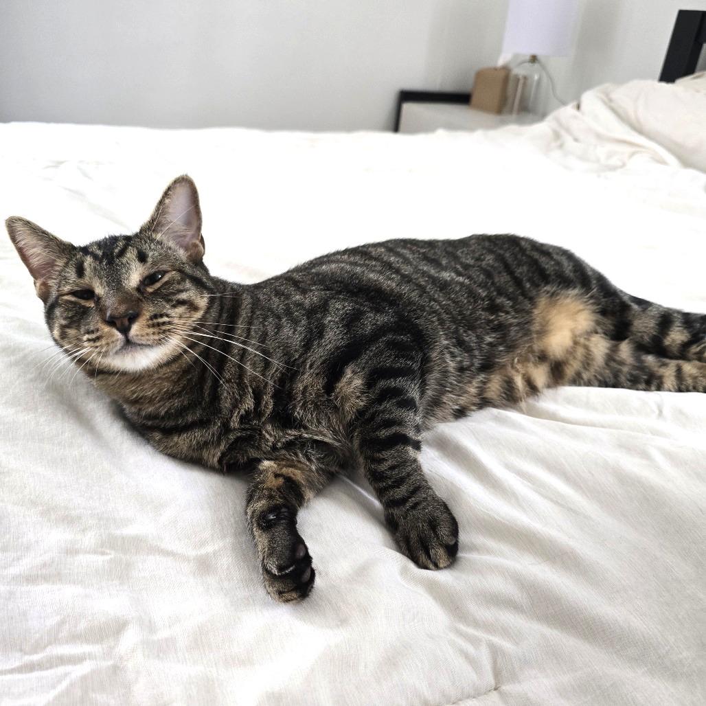 Enlarge Pad Thai, a Adoptable Domestic Short Hair in Los Angeles, CA image 4/6