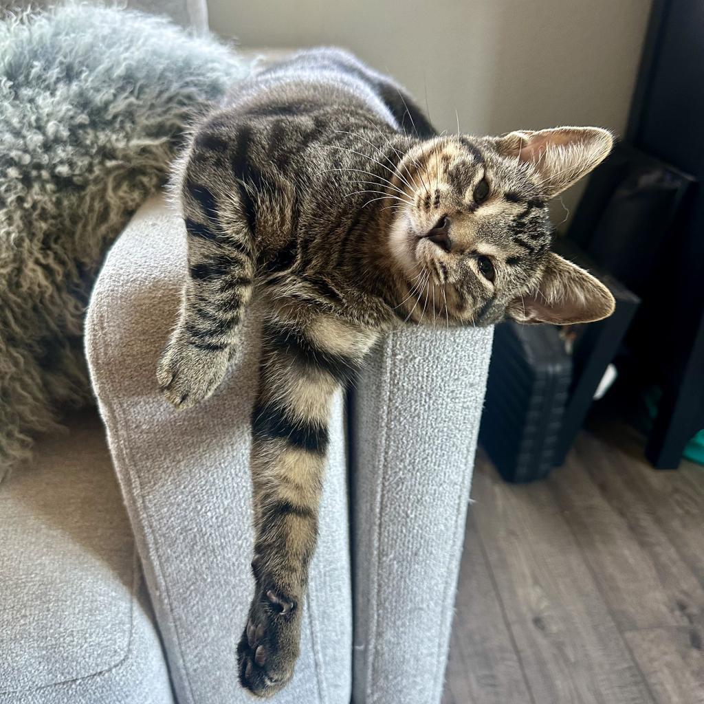 Enlarge Pad Thai, a Adoptable Domestic Short Hair in Los Angeles, CA image 5/6