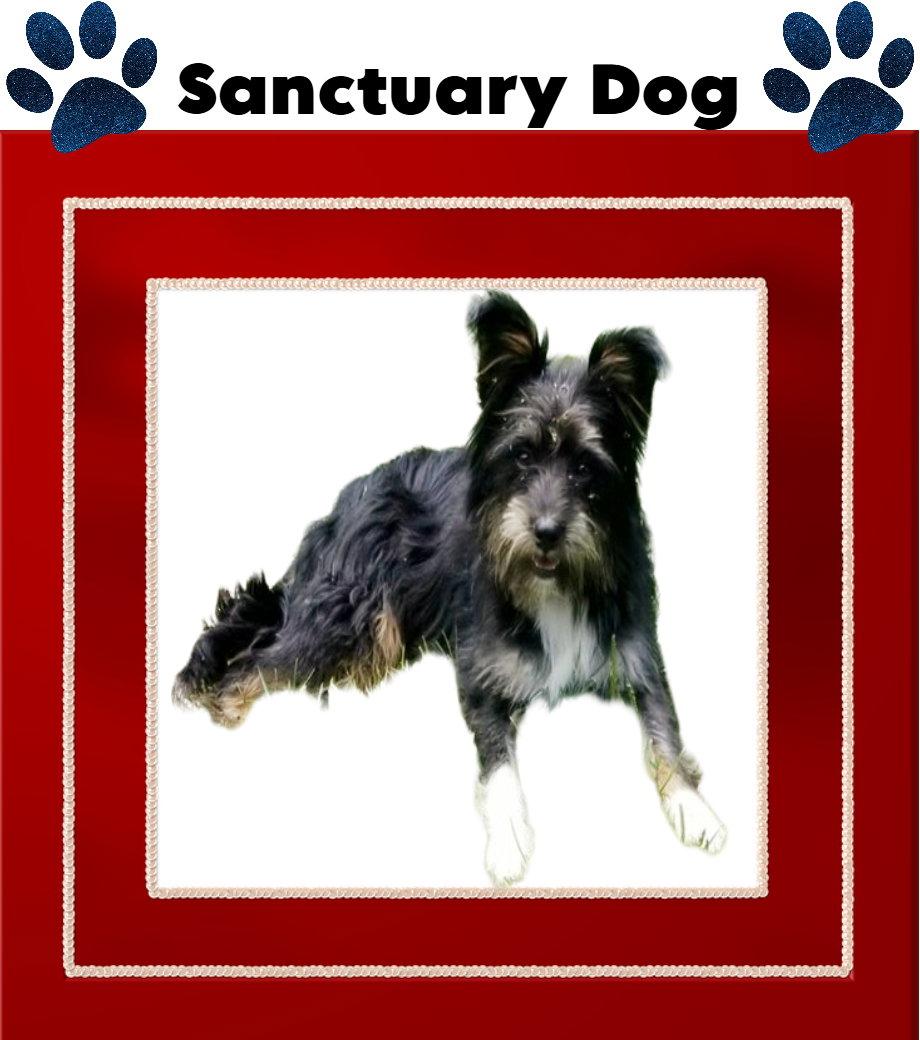 Freebie Ouderkirk, Adoptable, Young Female Terrier.