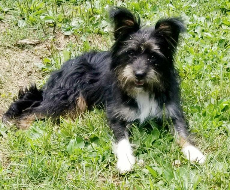 Freebie Ouderkirk, a Adoptable Terrier in Cuba, NY image 1/6