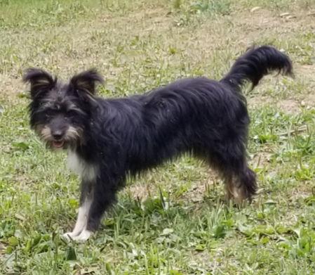 Freebie Ouderkirk, a Adoptable Terrier in Cuba, NY image 2/6