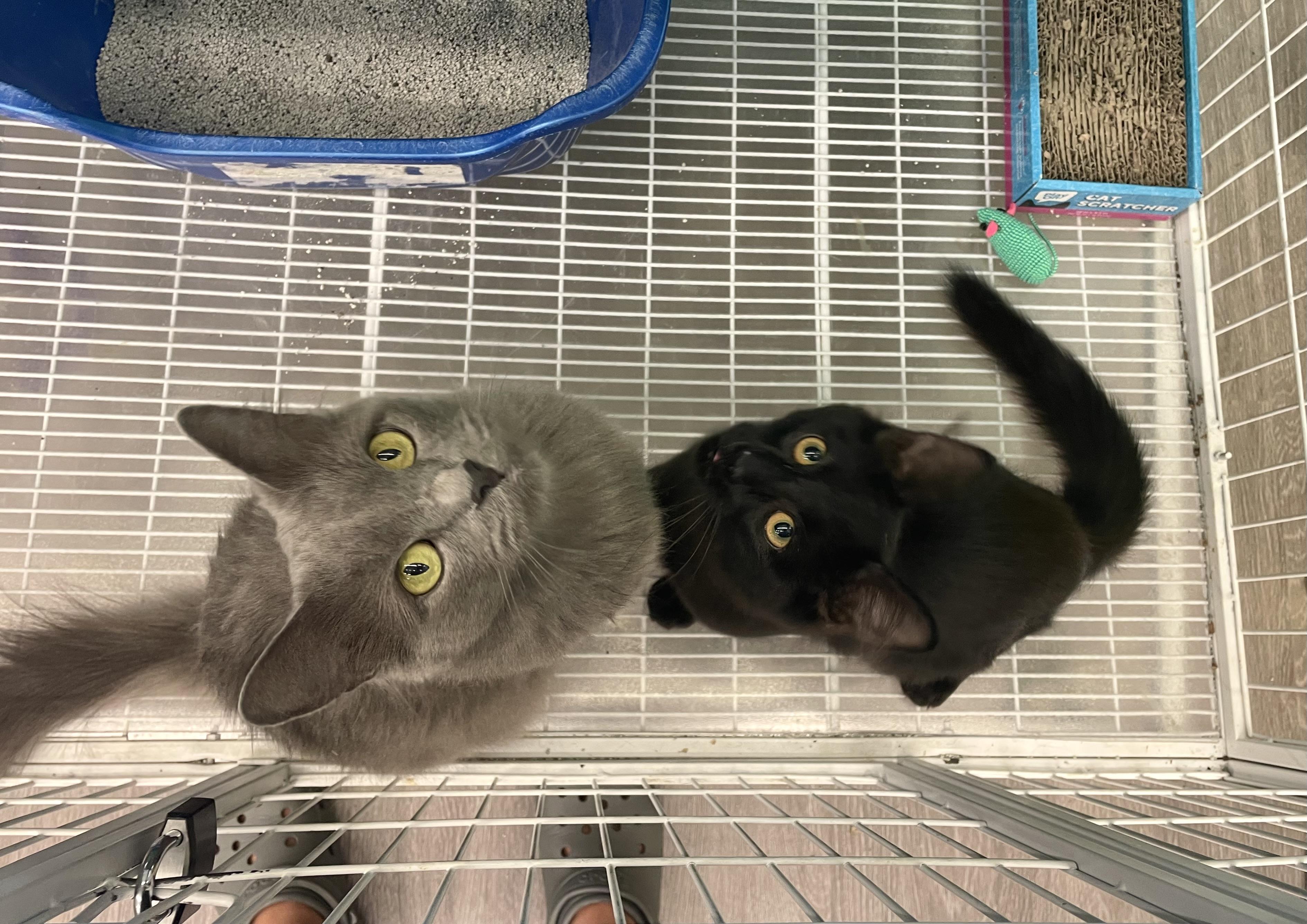 Enlarge Kinsale, a Adopted Domestic Long Hair in Solon, OH image 2/4