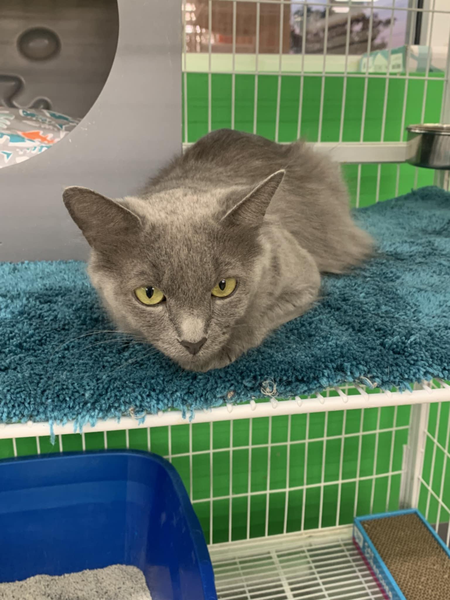 Enlarge Kinsale, a Adopted Domestic Long Hair in Solon, OH image 3/4