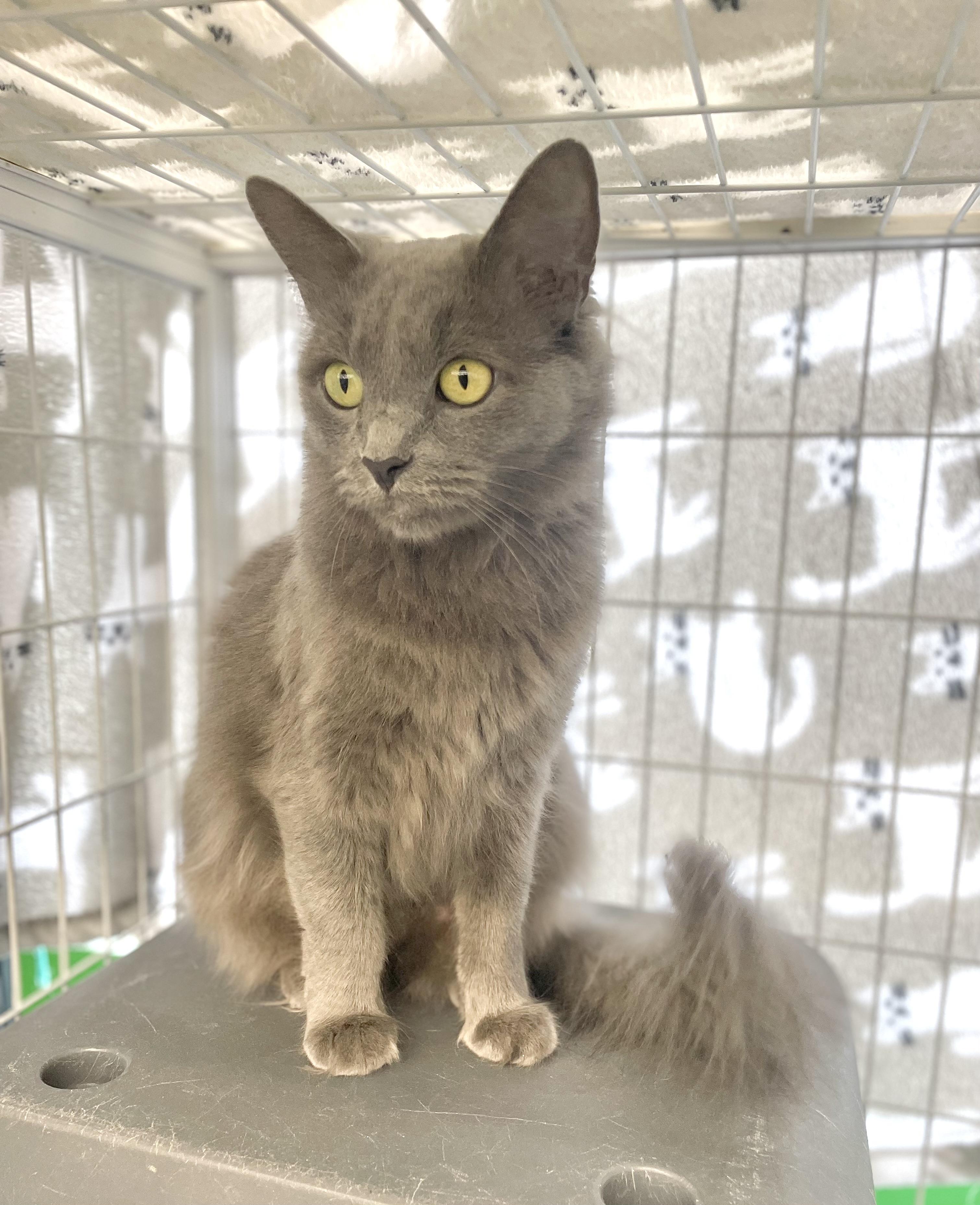 Kinsale, Adopted, Young Female Domestic Long Hair.