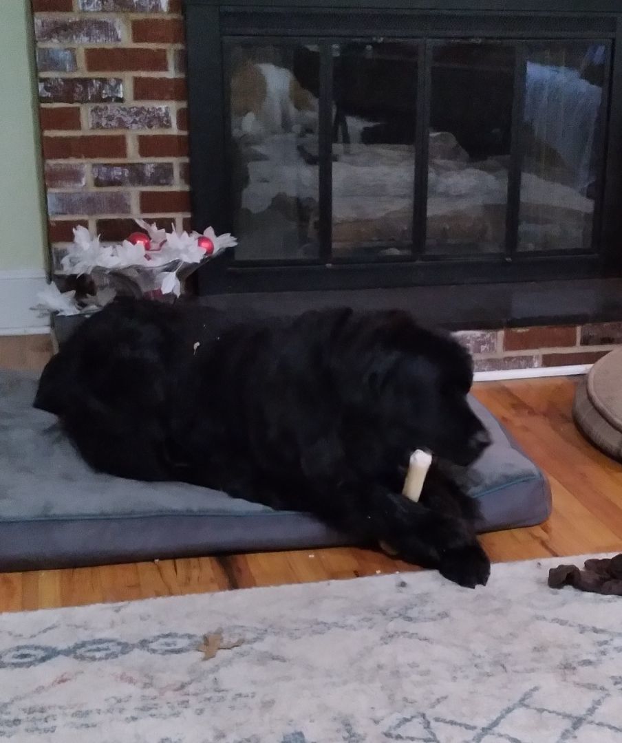Gus, a Adopted Newfoundland Dog in Lees Summit, MO image 1/5
