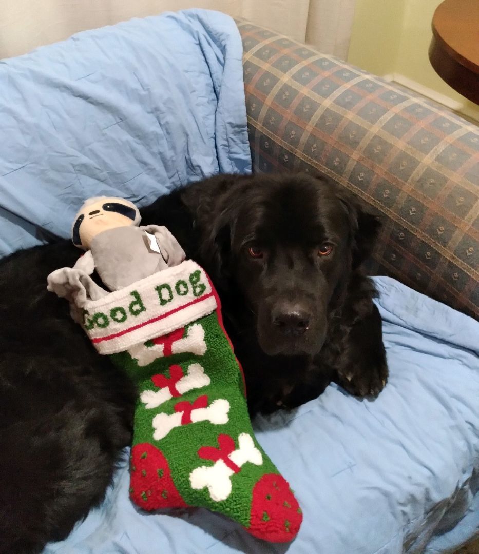 Gus, a Adopted Newfoundland Dog in Lees Summit, MO image 2/5