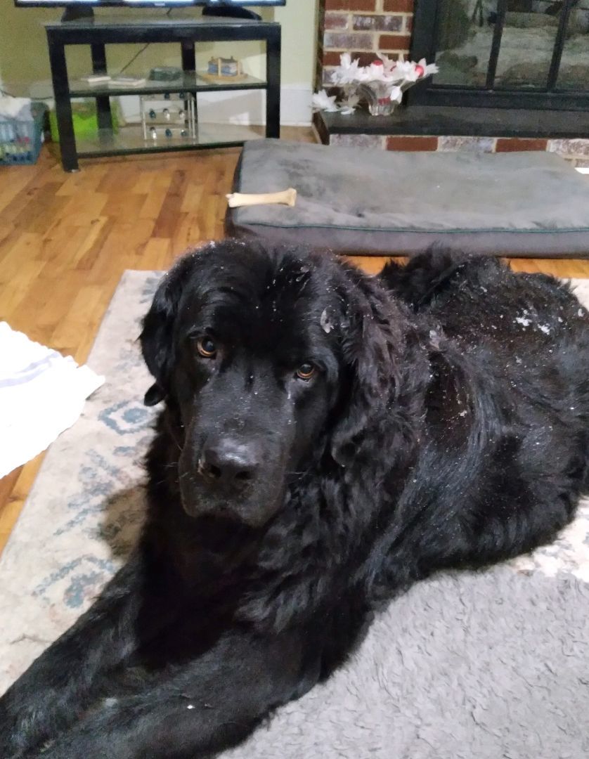 Gus, a Adopted Newfoundland Dog in Lees Summit, MO image 3/5